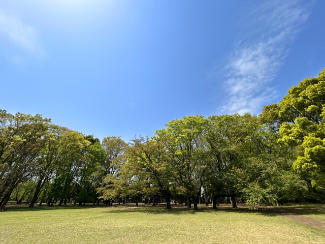 5月の新緑