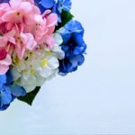 あじさいの花