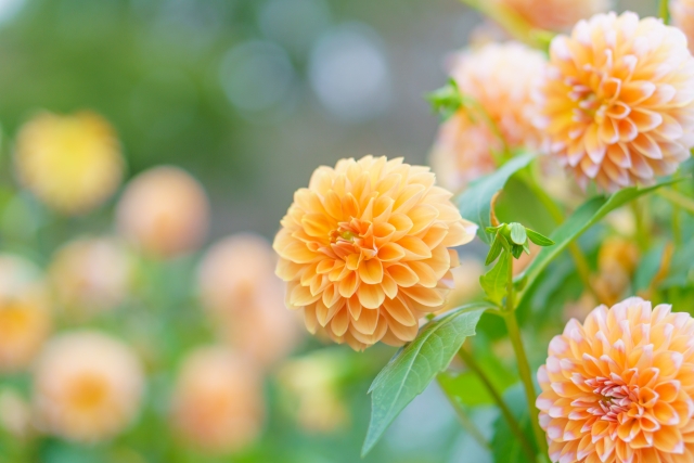 9月秋のお花が楽しめます