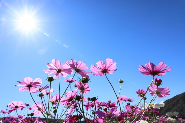 11月に咲く秋桜