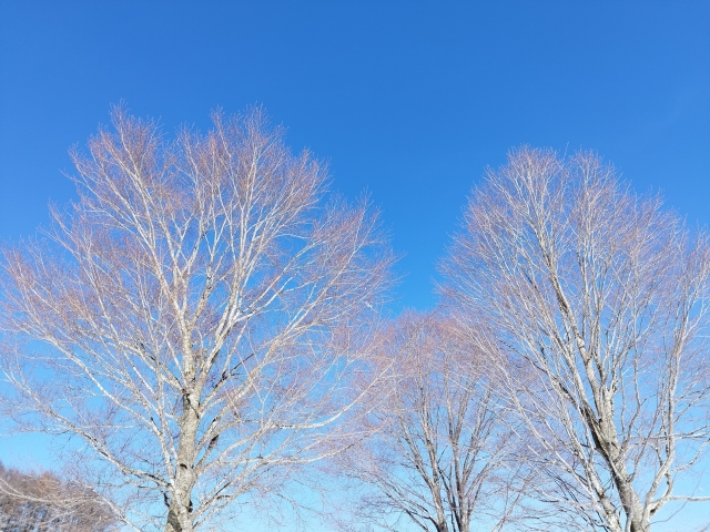 冬の木々