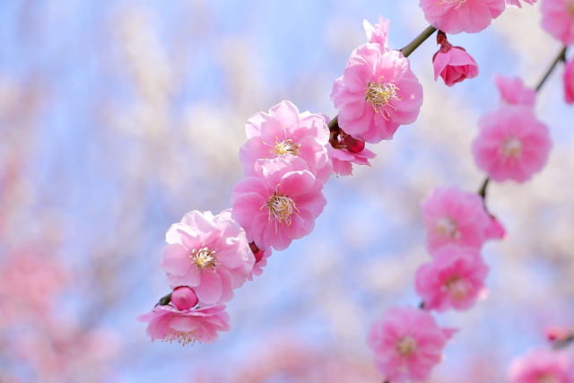 梅が咲き始めました